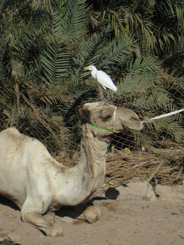 Dahab selectie 2010_01_09 13h46m+1.jpg - Assalah